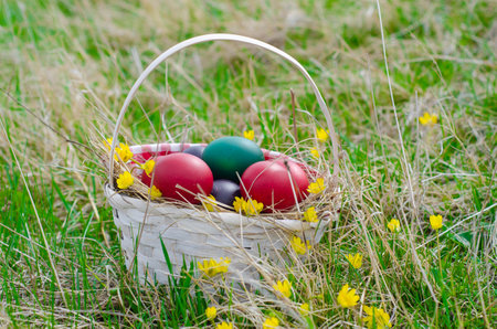 Colorful easter eggs in basket on green grass with yellow flowersの写真素材