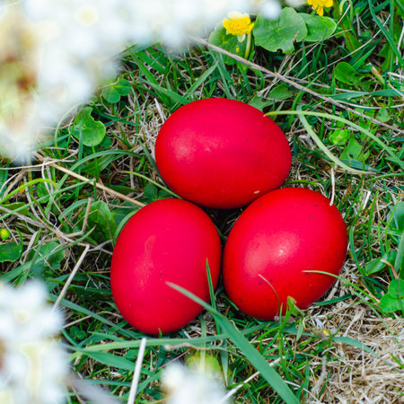 Three red Easter eggs in the grass on a spring meadow.の写真素材