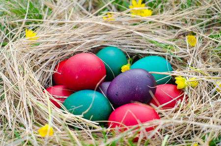 Colorful easter eggs in nest with yellow and red flowers.の写真素材