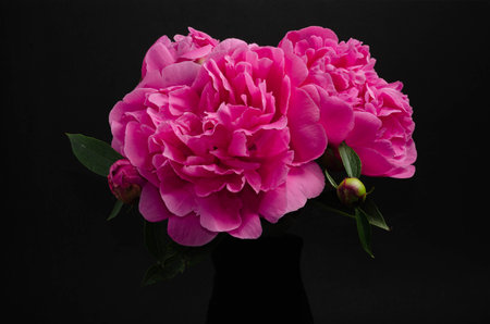 Bouquet of pink peonies on a black background. Studio shot.の写真素材