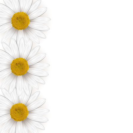 Flower chamomileのイラスト素材