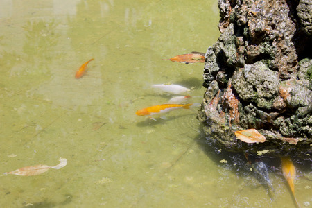 Fountain with goldfishの写真素材
