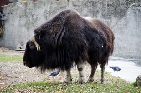 Musk ox の写真素材