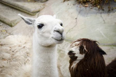 Lamaの写真素材