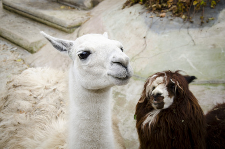 Lama in Moscow Zooの写真素材