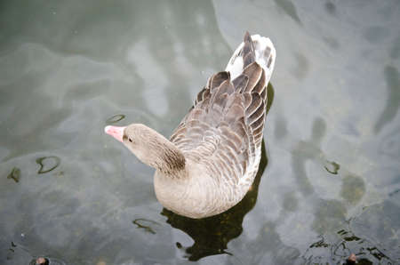 Duck in waterの写真素材
