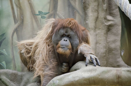 Sad orangutan in zooの写真素材