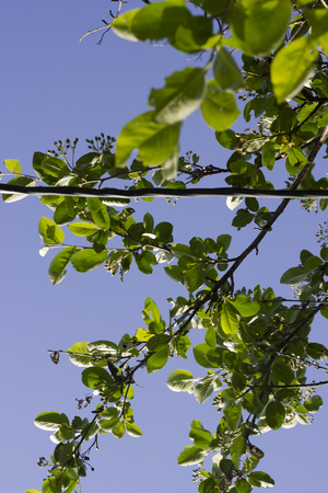 Green foliage against the skyの写真素材