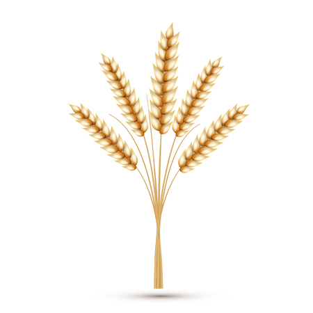 Wheat ears isolated on white backgroundのイラスト素材
