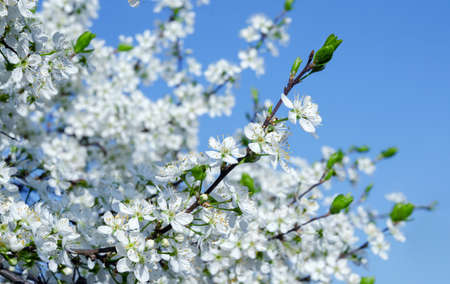 Beautiful cherry blossom on a background of blue sky. Spring concept.