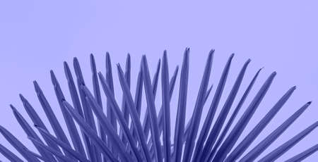Creative background made tropical leaves on lilac background. Background painted trendy color of the year 2022 Very Periの写真素材