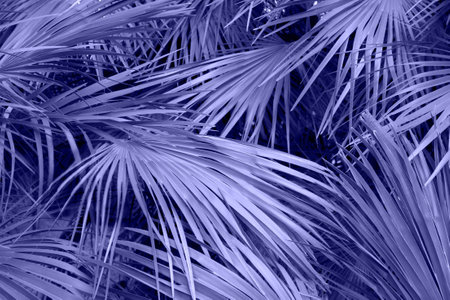 Palm tree leaves. Tropical background painted trendy color of the year 2022 Very Periの写真素材
