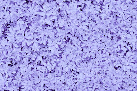 Abstract lilac plants background. Trendy color of the year 2022 Very Periの写真素材