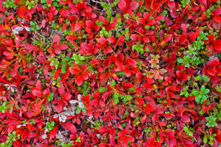 Red carpet of plants in Laplandの写真素材