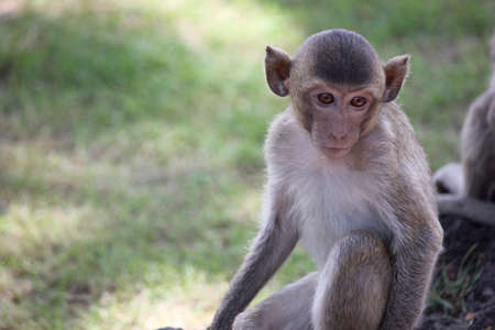 Monkey in park