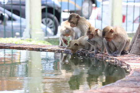 Many monkeys in parkの素材