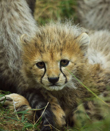 Cheetah Cubの写真素材