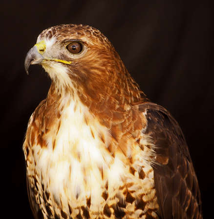 Red-Tailed Hawkの写真素材