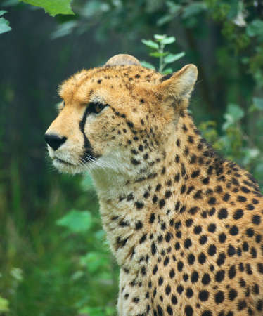 Cheetah head and shouldersの写真素材