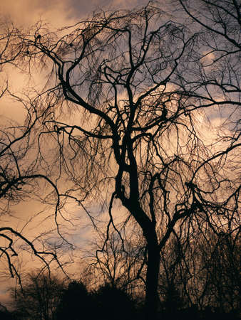 Tree Silhouette from sun behind cloudsの写真素材