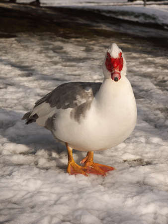 Muscovy Duck looking at cameraの写真素材