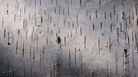 Birch bark close-up.の写真素材