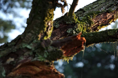 Old decayed limb covered with moss.