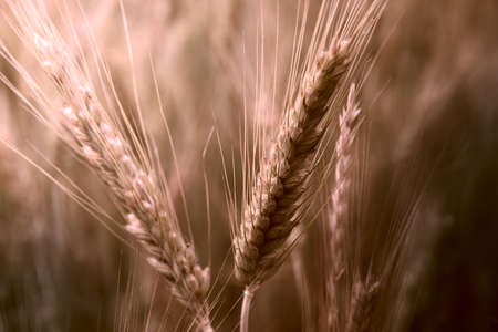 Close-up ear of grain in sepia.の写真素材