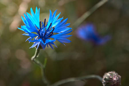 Blue cornflower on the background of dark green grass.