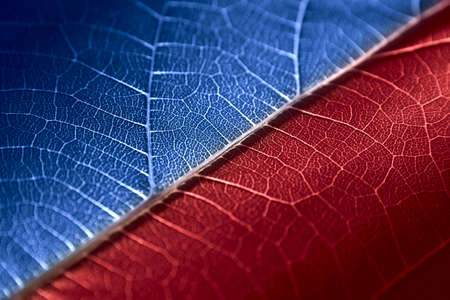 red-blue leaf macro photographyの写真素材