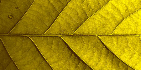Yellow oak leaf in macro