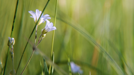 flowers in the grassの写真素材