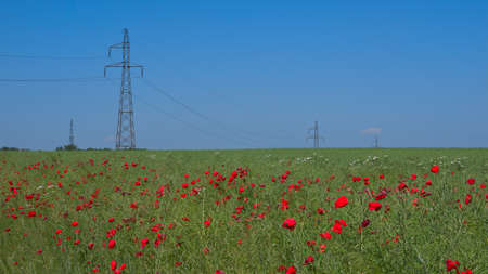 Power pylons in a field with red poppies against a blue skyの写真素材