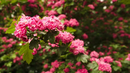 A branch of a blooming Japanese Hawthorn.の写真素材