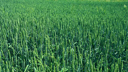 A young green goat growing in the field.