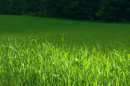 young corn in the field