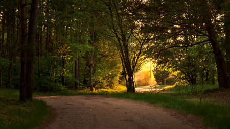 road in the forest at sunset