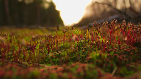Moss spores on forest litter.の写真素材