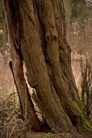 A rotten trunk of an old tree.の写真素材