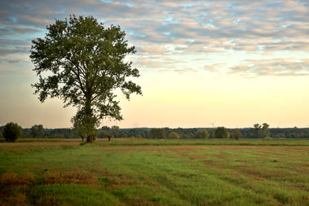 A lonely tree among green meadows.の写真素材