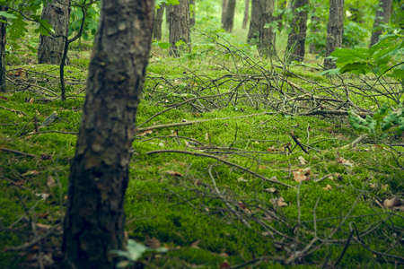 Green moss on forest litter.の写真素材