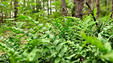 Leaves of a green forest fern.の写真素材