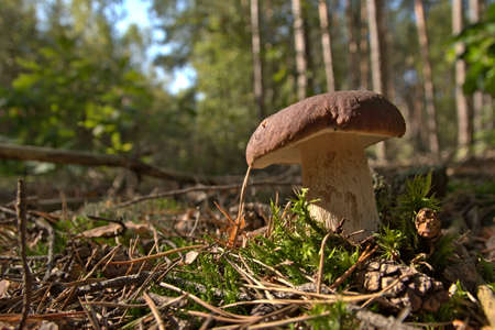 Mushroom season in the forest. Autumn mushrooming.の写真素材