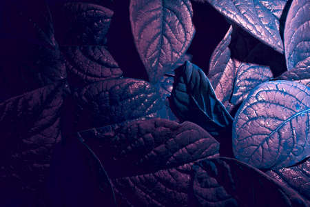 Colorful composition with leaves for background.の写真素材