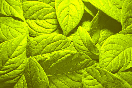 Colorful composition with leaves for background.