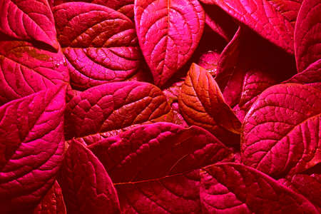 Colorful composition with leaves for background.の写真素材
