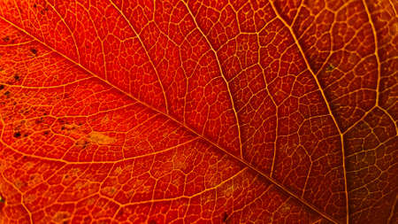 Autumn leaf in macro for background.の写真素材