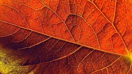 Autumn leaf in macro for background.の写真素材