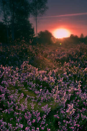 Blooming heathers in the light of the morning sun. Morning on the moor.の写真素材