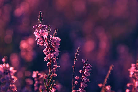 Blooming heathers in the light of the morning sun. Morning on the moor.の写真素材